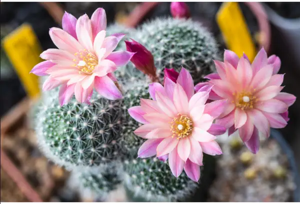 Floare de cactus